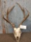 3x5 Mule Deer Antlers On Skull