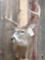 Nice 4x4 Whitetail Deer Shoulder Mount Taxidermy