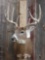 Nice 5x5 Whitetail Deer Shoulder Mount Taxidermy