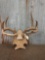 4x4 Whitetail Antlers On Plaque