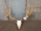 Outstanding Reproduction Mule Deer Antlers & Skull