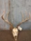 4x5 Mule Deer Antlers On Skull