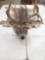 Whitetail Buck Deer Rug