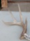 Nice 4 Point Whitetail Shed Antler Over 72