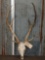 Axis Deer Antlers On Skull