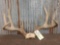 Big Iowa Wild 4x4 Whitetail Antlers On Skull Plate