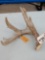 Nice 5 Point Whitetail Shed Antler