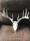 Mid 150s Wild 5x5 Whitetail Antlers On Skull