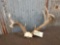 Freak Whitetail Antlers On Skull Plate