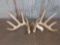 Big Typical 5x5 Whitetail Shed Antlers