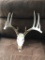 Mid 150s Wild 5x5 Whitetail Antlers On Skull