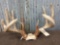 HEAVY MASS 4x5 Whitetail Antlers On Skull Plate