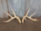 4x5 Whitetail Shed Antlers