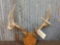 3x4 Whitetail Antlers On Plaque