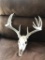 Wild 6x4 Whitetail Antlers On Skull