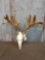 Nontypical Whitetail Antlers On Skull