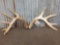 Mini Monster 6x5 Whitetail Shed Antlers