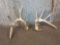 Big 6x6 Whitetail Shed Antlers