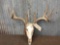 4x5 Whitetail Antlers On Skull