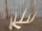 Big 5 Point Wild Whitetail Shed Antler