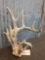 Crazy Clustered Whitetail Shed Antler