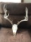 5x5 Mule Deer antlers On Skull