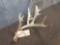 Main Frame 5 Point Whitetail Shed Antler