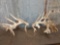 300 Class Whitetail Shed Antlers