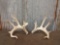 5x5 Whitetail Shed Antlers