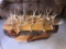 11 Mule Deer Shed Antlers