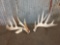 Main Frame 6x6 Whitetail Shed Antlers