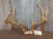 Wild Wisconsin 5x5 Whitetail Antlers On Skull Plate