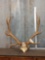 6x5 Elk Antlers On Skull Plate