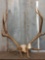 6x8 Elk Antlers