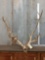 Nice Set Of Caribou Antlers