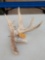 Big Main Frame 5 Point Whitetail Shed Antler