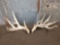 Cool Nontypical Whitetail Shed Antlers