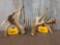 Mid To High 209 Class Whitetail Shed Antlers