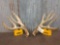 Big Main Frame 4x4 Whitetail Shed Antlers