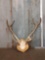 Sambar Stag Antlers On Plaque