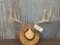 5x5 Whitetail Antlers On Plaque