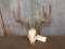 4x4 Whitetail Antlers On Skull