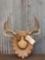 4x4 Whitetail Antlers On Plaque