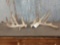 Big 200 Class Whitetail Shed Antlers