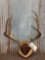 4x4 Mule Deer Antlers On Plaque