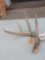 Clean Typical 5 Point Whitetail Shed Antler