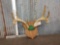 4x4 Whitetail Antlers On Plaque