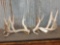 Big Main Frame 6x5 Whitetail Shed Antlers