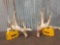 Mini Monster Main Frame 5x5 Whitetail Shed Antlers