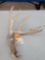 Main Frame 5 Point Whitetail Shed Antler